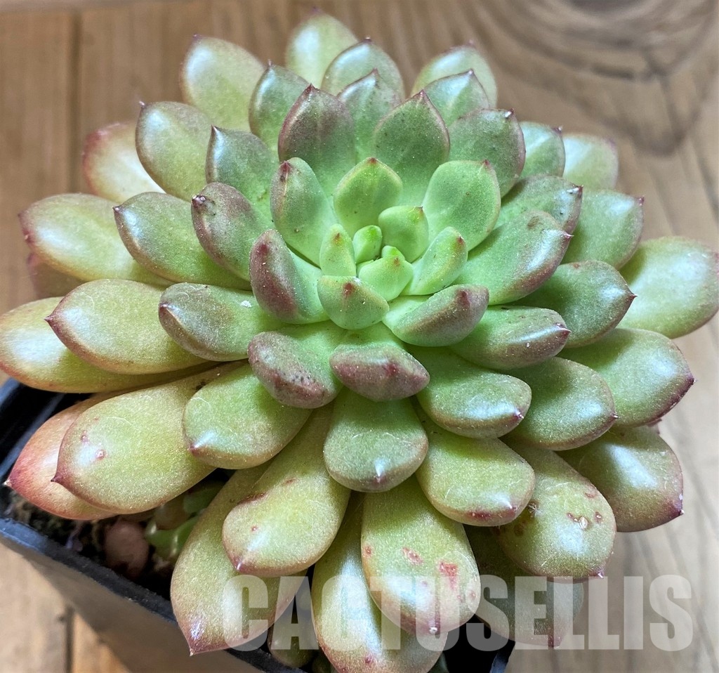 SH34893 Sedeveria ‘Pink Ruby’