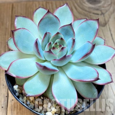 SH34894 Echeveria pulidonis hybrid