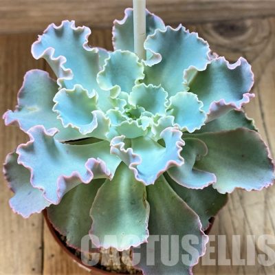 SH34890 Echeveria 'Frilly Maid'