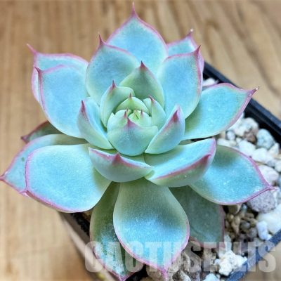 SH34896 Echeveria ‘Hercules’ hybrid