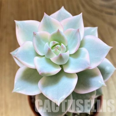 SH34897 Echeveria hybrid f. variegata