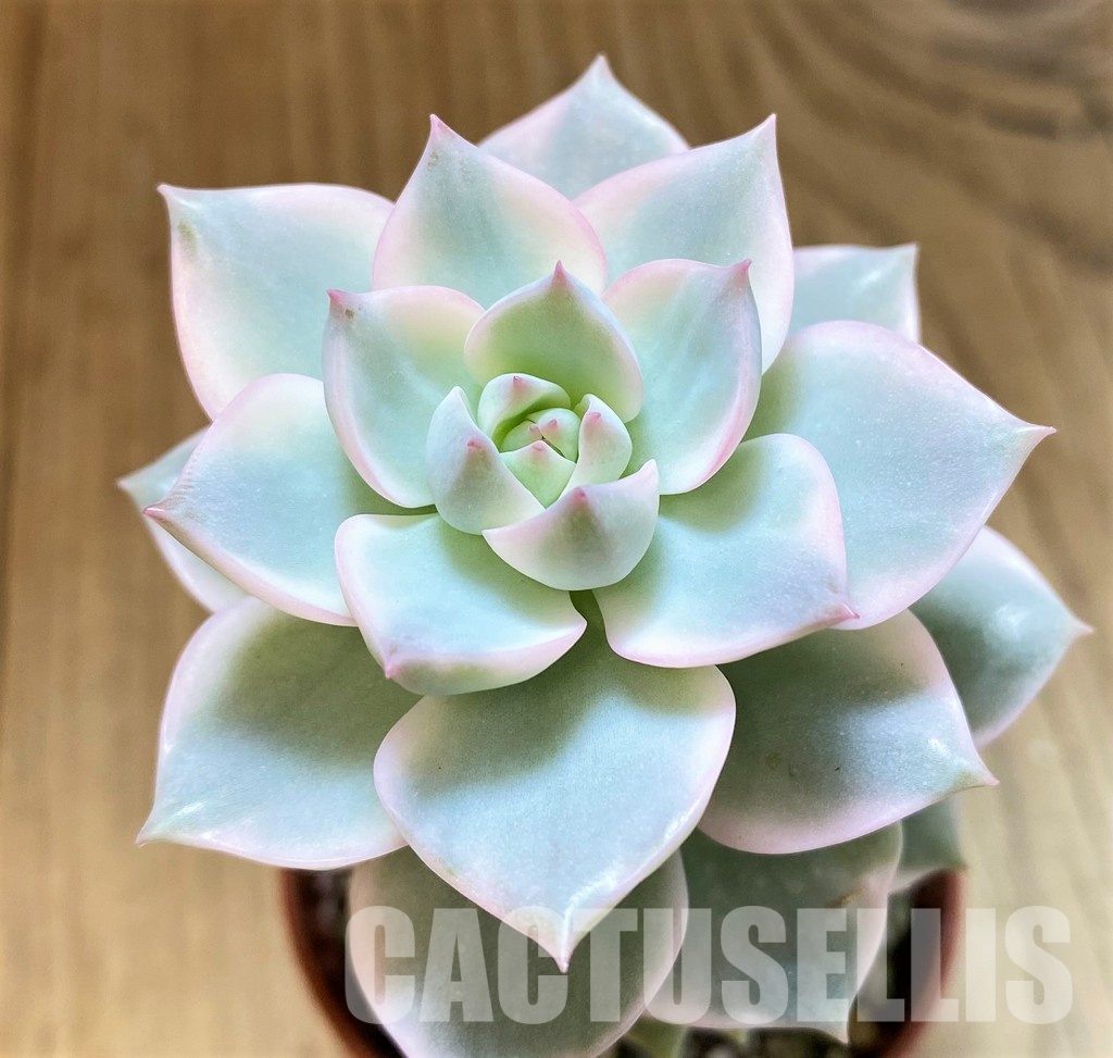 SH34897 Echeveria hybrid f. variegata