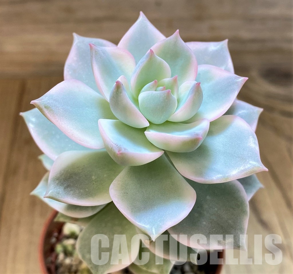 SH34897 Echeveria hybrid f. variegata - Image 2