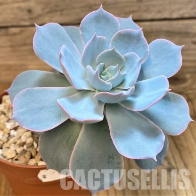 SH34898 Echeveria ‘Morning Beauty’