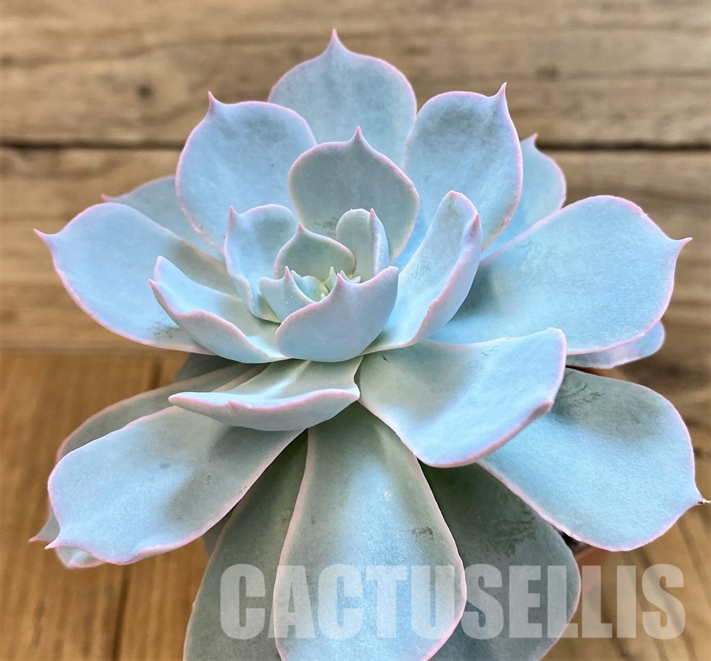 SH34898 Echeveria ‘Morning Beauty’ - Image 2