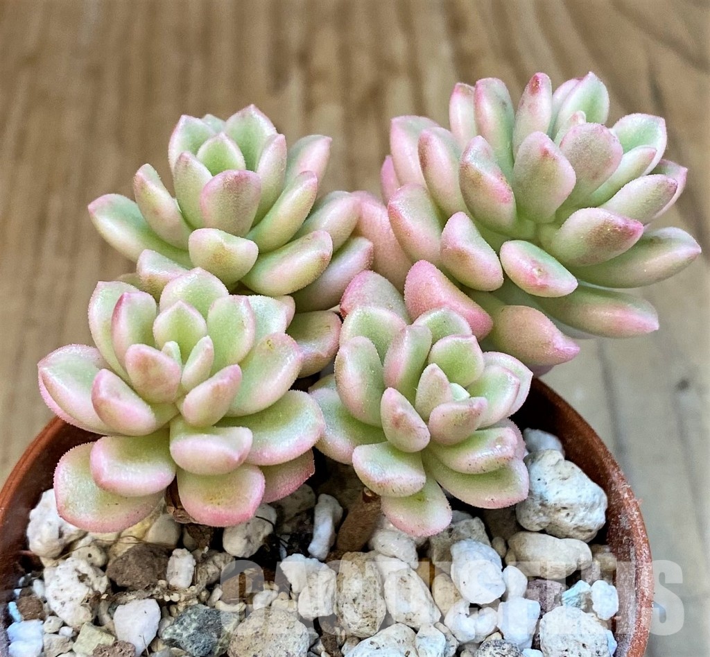 SH34903 Sedum 'Joyce Tolluch' f. variegata - Image 2