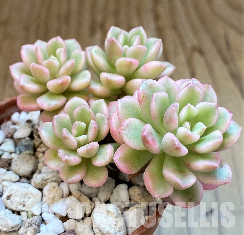 SH34903 Sedum 'Joyce Tolluch' f. variegata