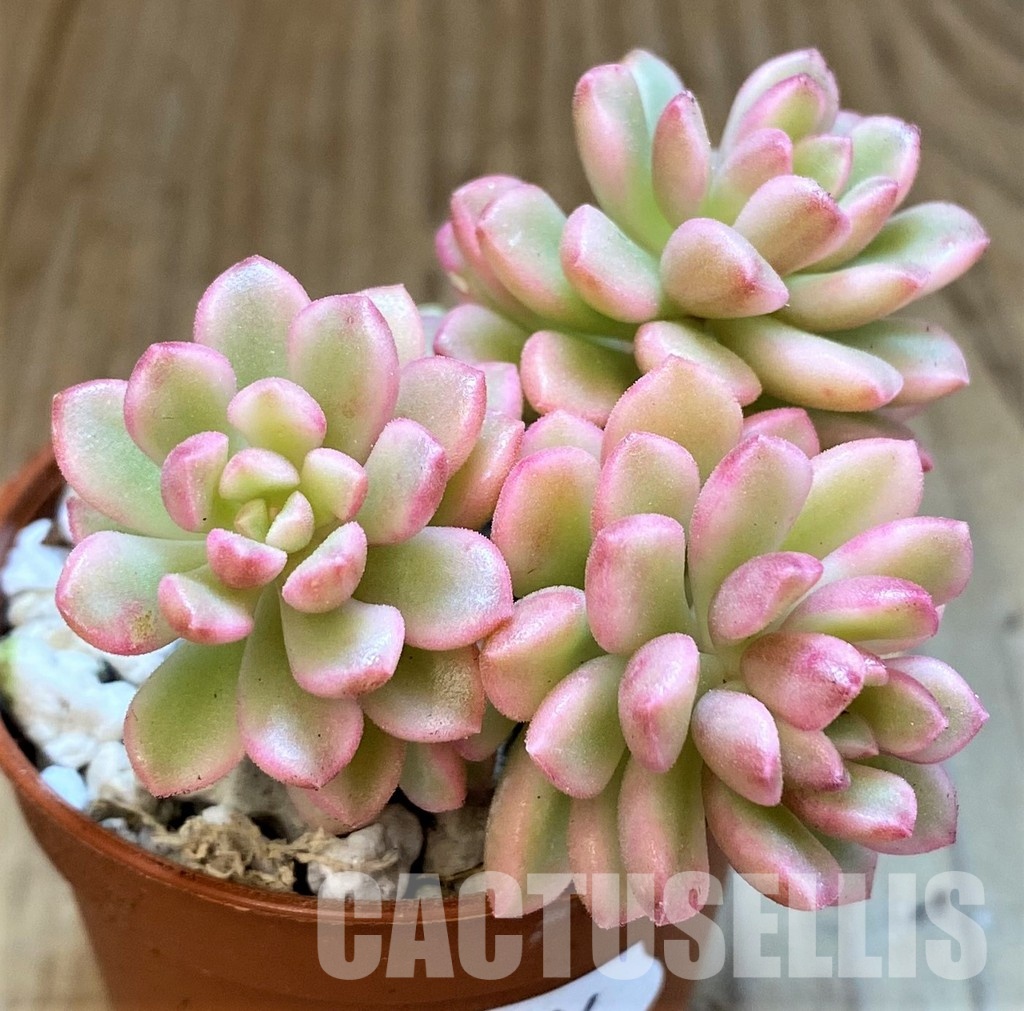 SH34904 Sedum 'Joyce Tolluch' f. variegata
