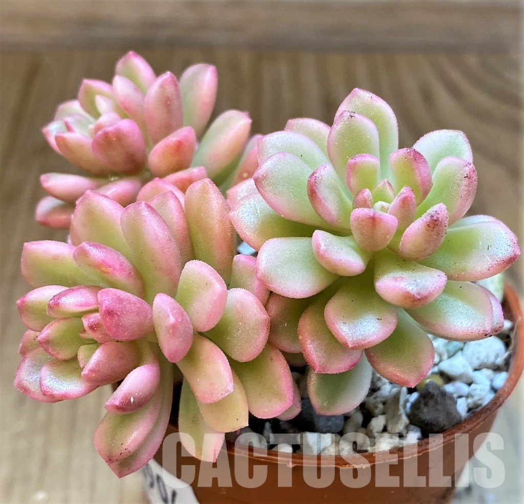 SH34904 Sedum 'Joyce Tolluch' f. variegata - Image 2