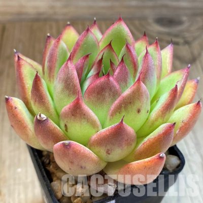 SH34905 Echeveria agavoides