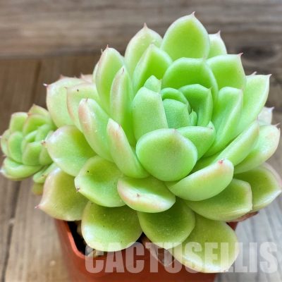 SH34906 Echeveria ‘Gilva’ hybrid