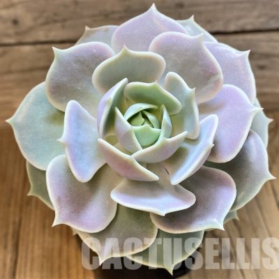 SH34909 Echeveria 'Lola'