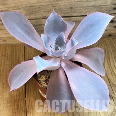 SH34891 Echeveria 'Afterglow'