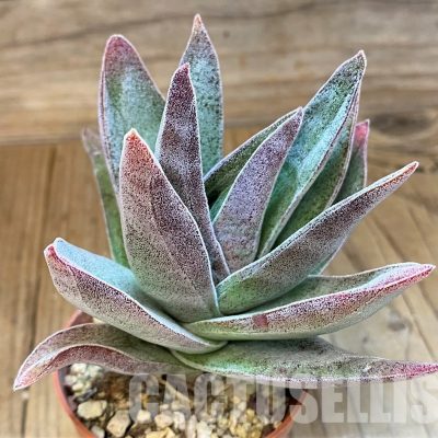 SH34912 Crassula ‘Garnet Lotus’