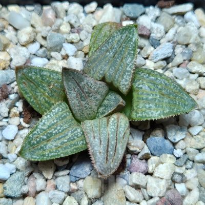 VVG610 Haworthia splendens 'Hakuja' hybrid seedling