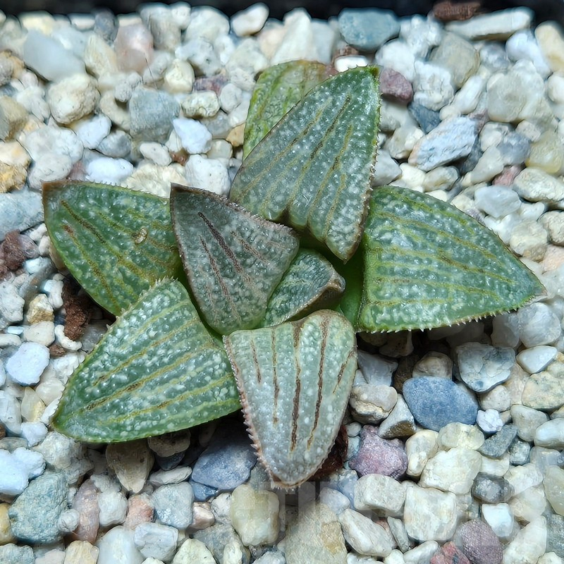 VVG610 Haworthia splendens 'Hakuja' hybrid seedling