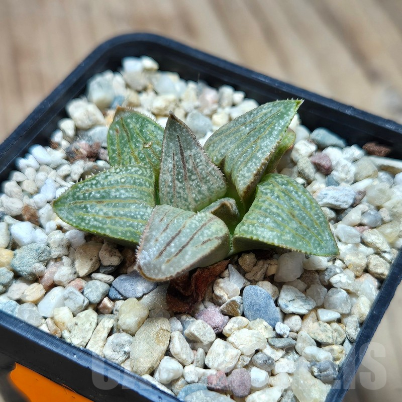 VVG610 Haworthia splendens 'Hakuja' hybrid seedling - Image 2