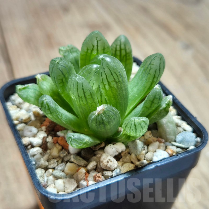 VVG611 Haworthia cymbiformis var. transiens - Image 2