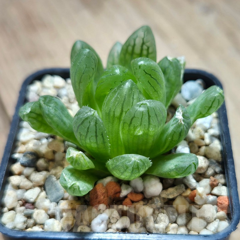 VVG611 Haworthia cymbiformis var. transiens