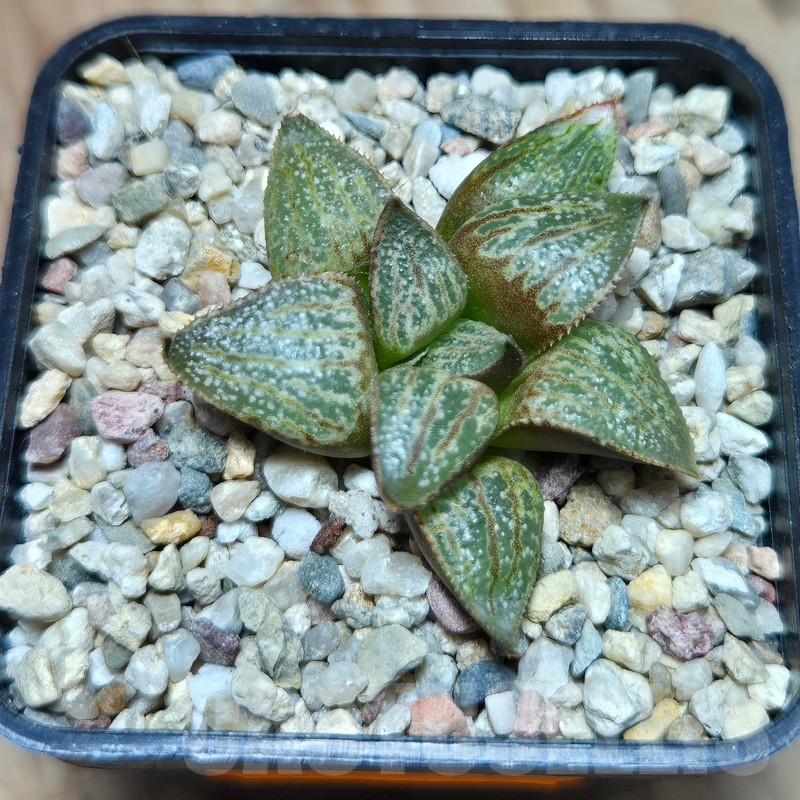 VVG612 Haworthia splendens 'Hakuja' hybrid seedling - Image 2