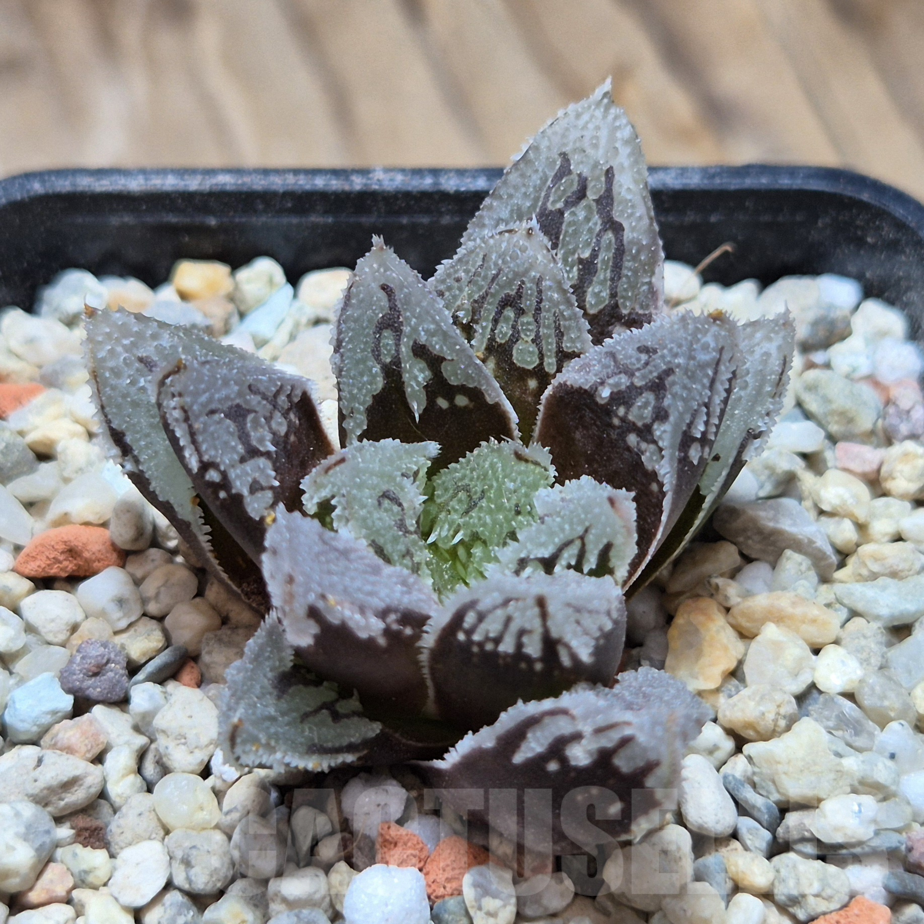 VVG6726 Haworthia VVG1 x VVG12 x 'Kegazato'
