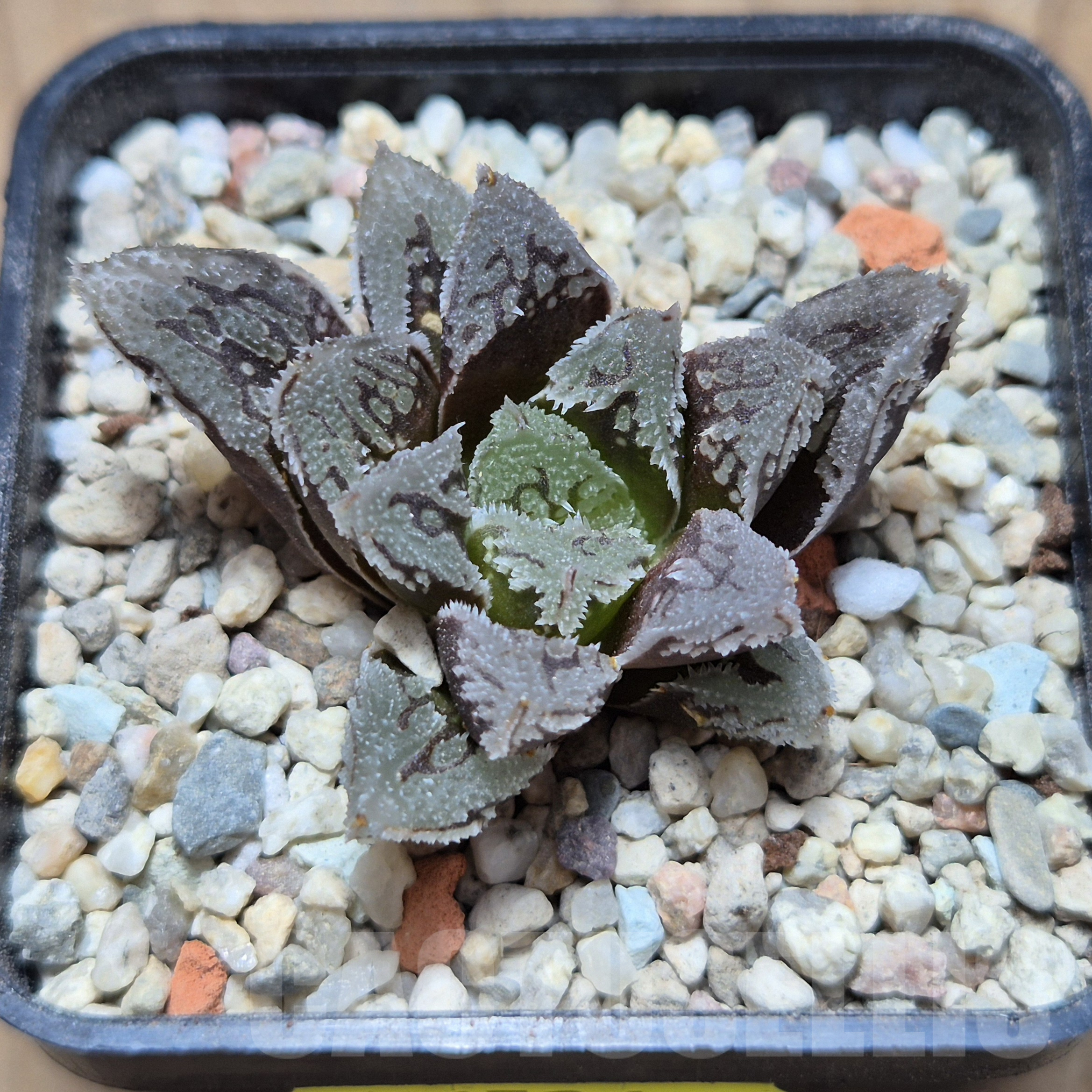 VVG6726 Haworthia VVG1 x VVG12 x 'Kegazato' - Image 2