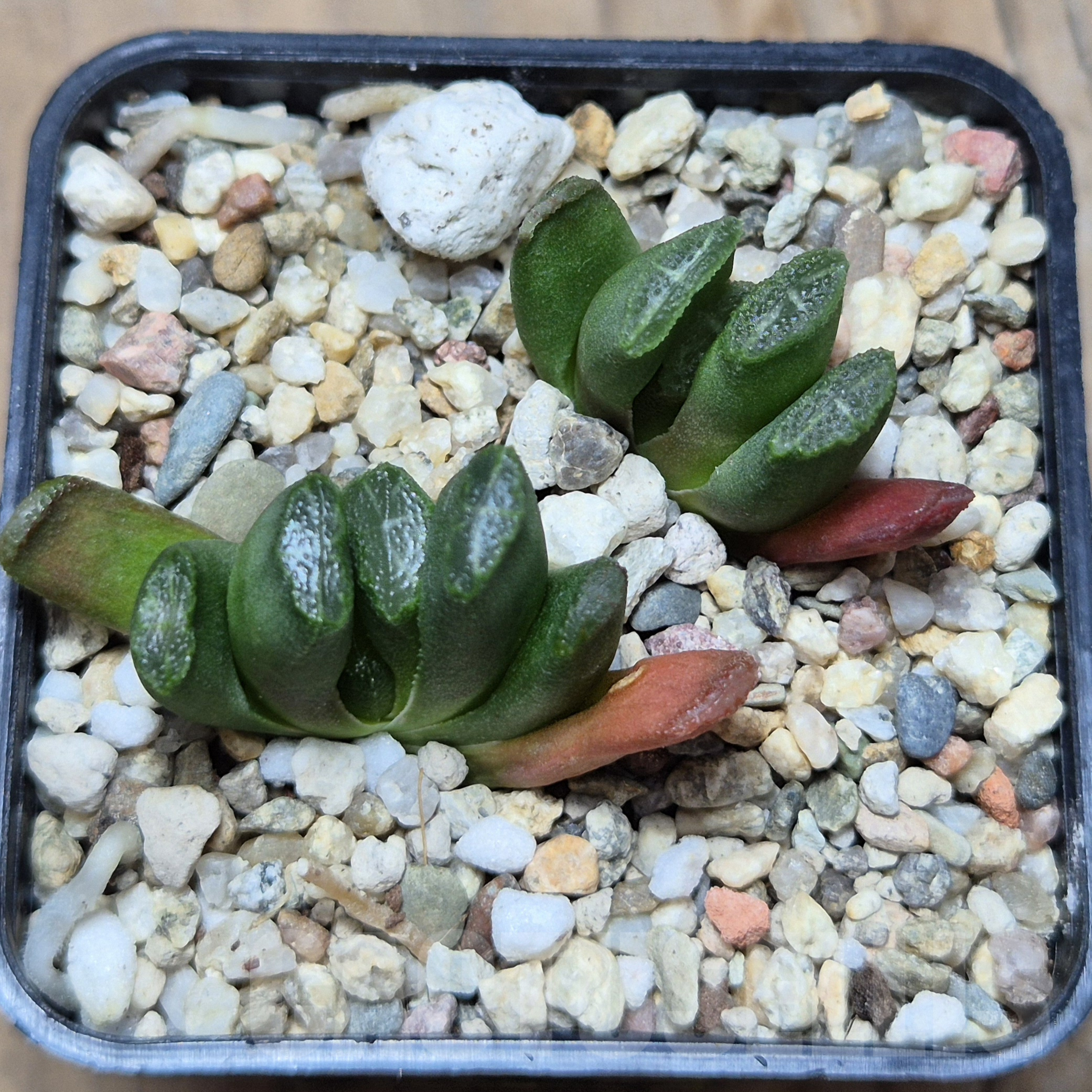 VVG6727 Haworthia truncata x maughanii 2 plants seedling - Image 2