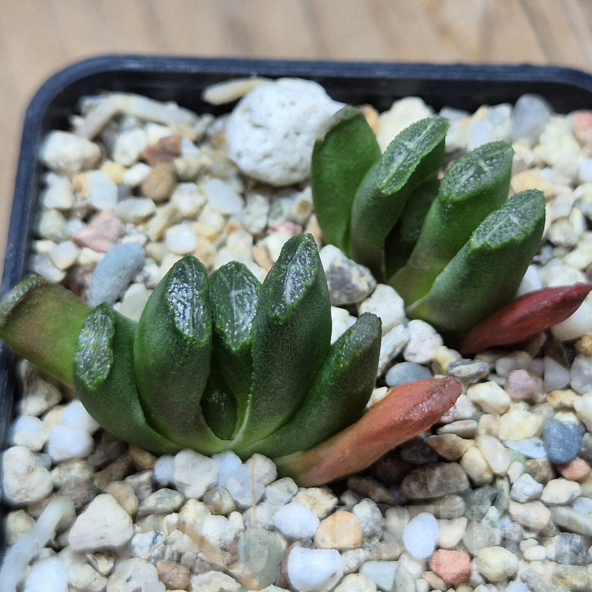 VVG6727 Haworthia truncata x maughanii 2 plants seedling