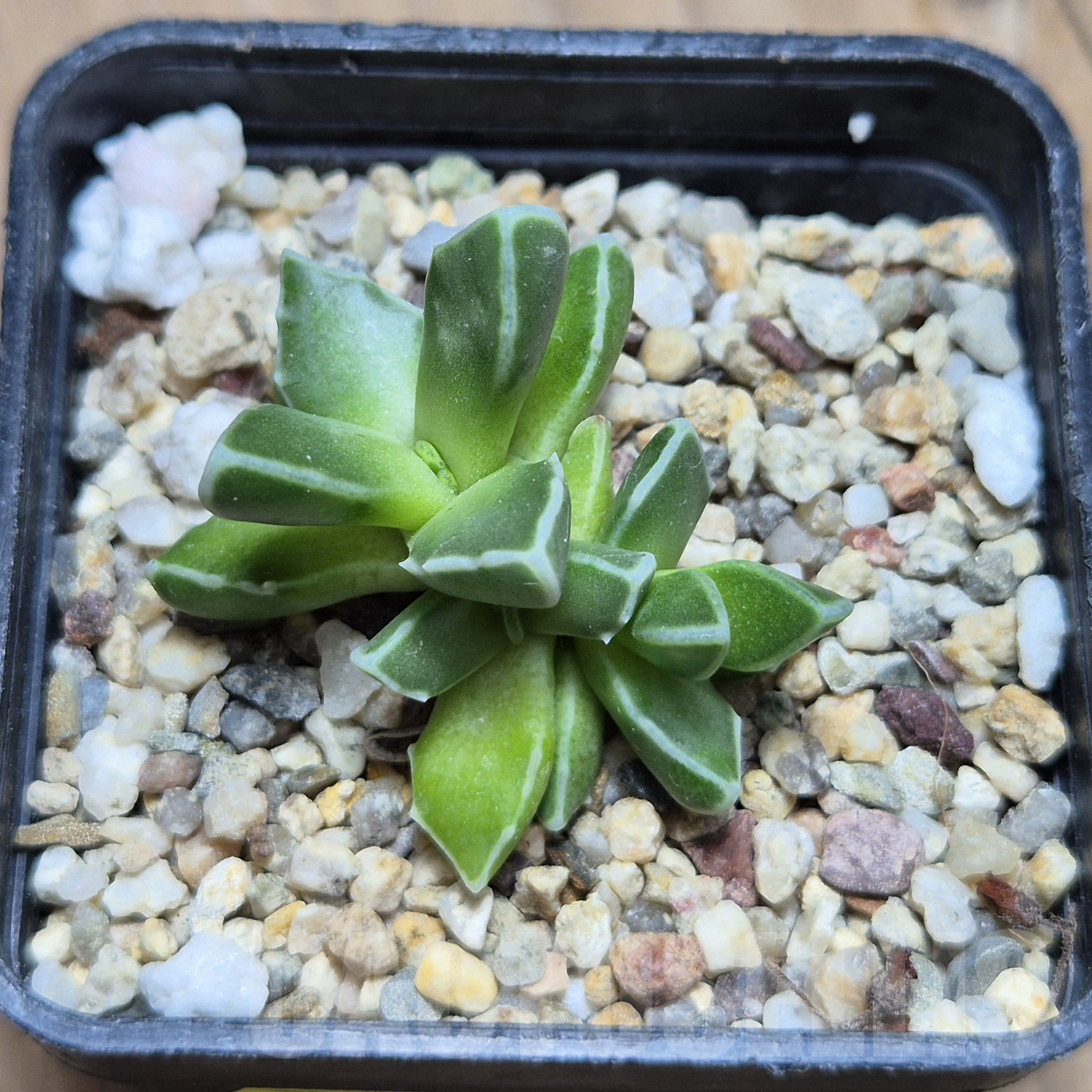 VVG6732 Faucaria boscheana -Duiwefontein- - Image 2