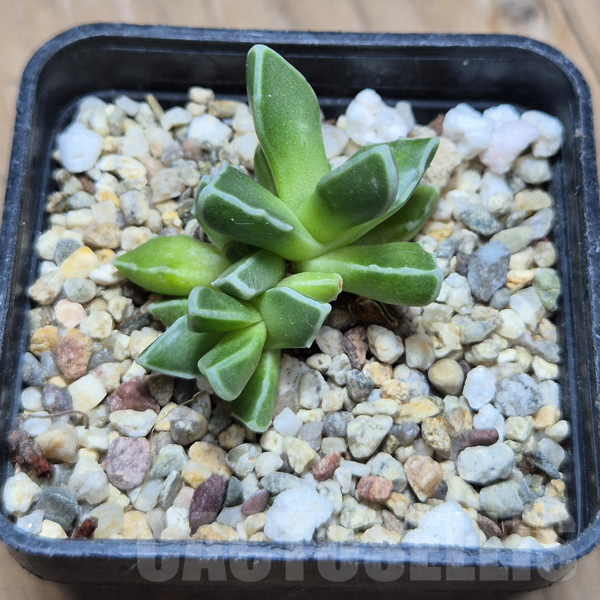 VVG6732 Faucaria boscheana -Duiwefontein- - Image 3