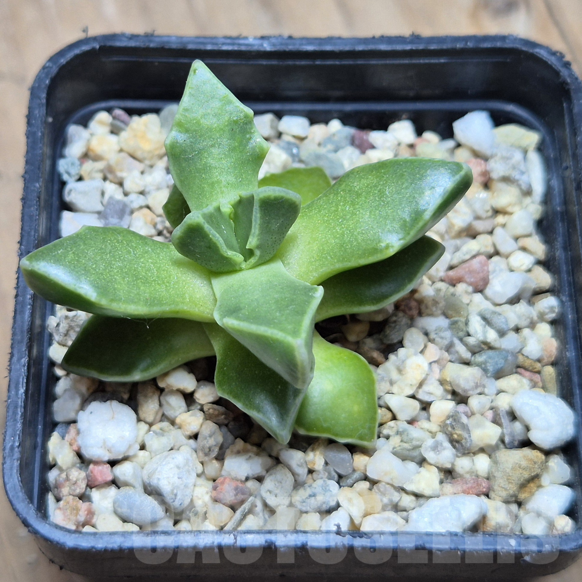 VVG6733 Faucaria boscheana -Duiwefontein- - Image 2