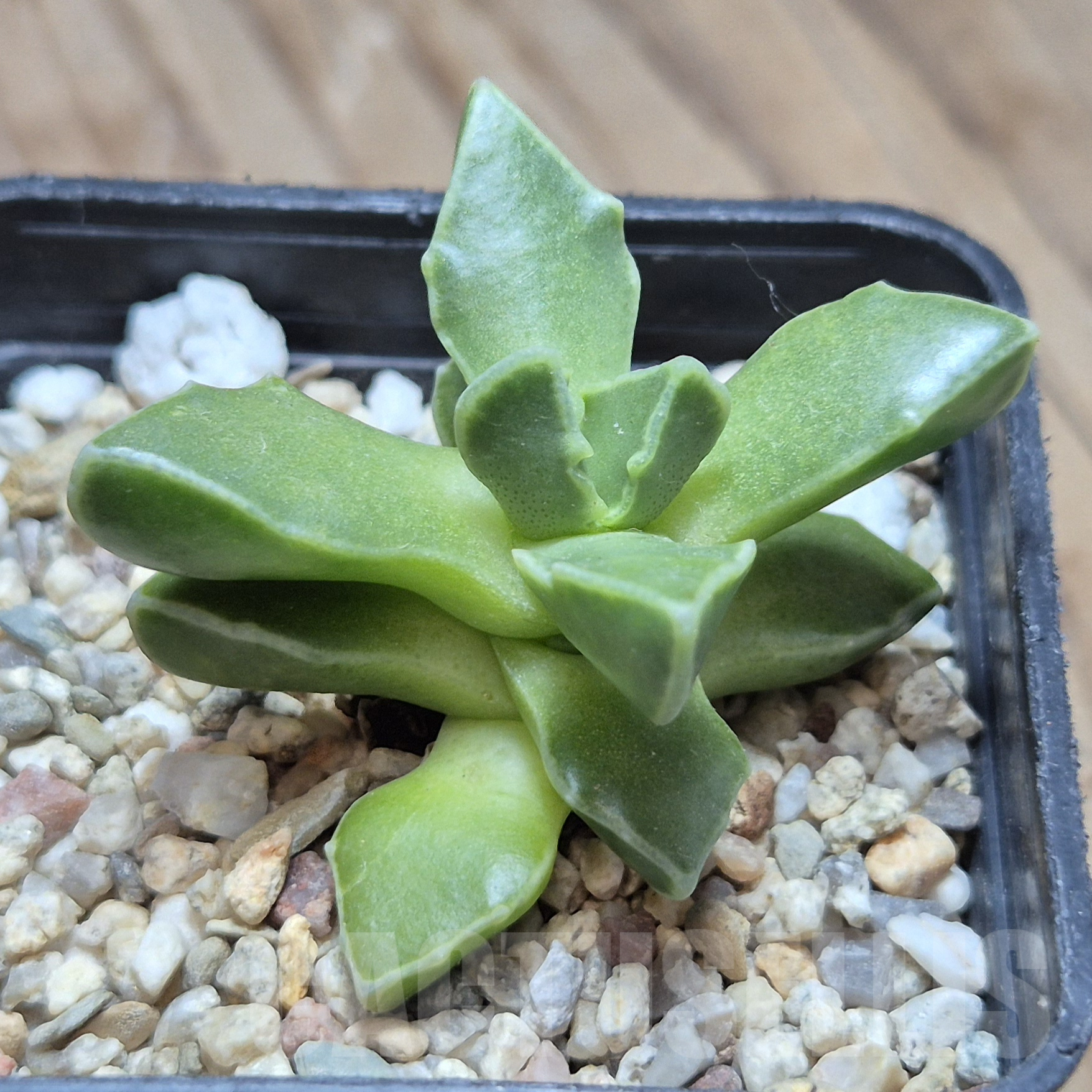 VVG6733 Faucaria boscheana -Duiwefontein- - Image 3