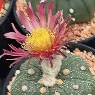 SH24057 Astrophytum asterias ‘Shinshowa Red’ - Image 2