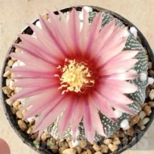 SH2257 Astrophytum asterias ‘Super Kabuto Pink’ clon 8