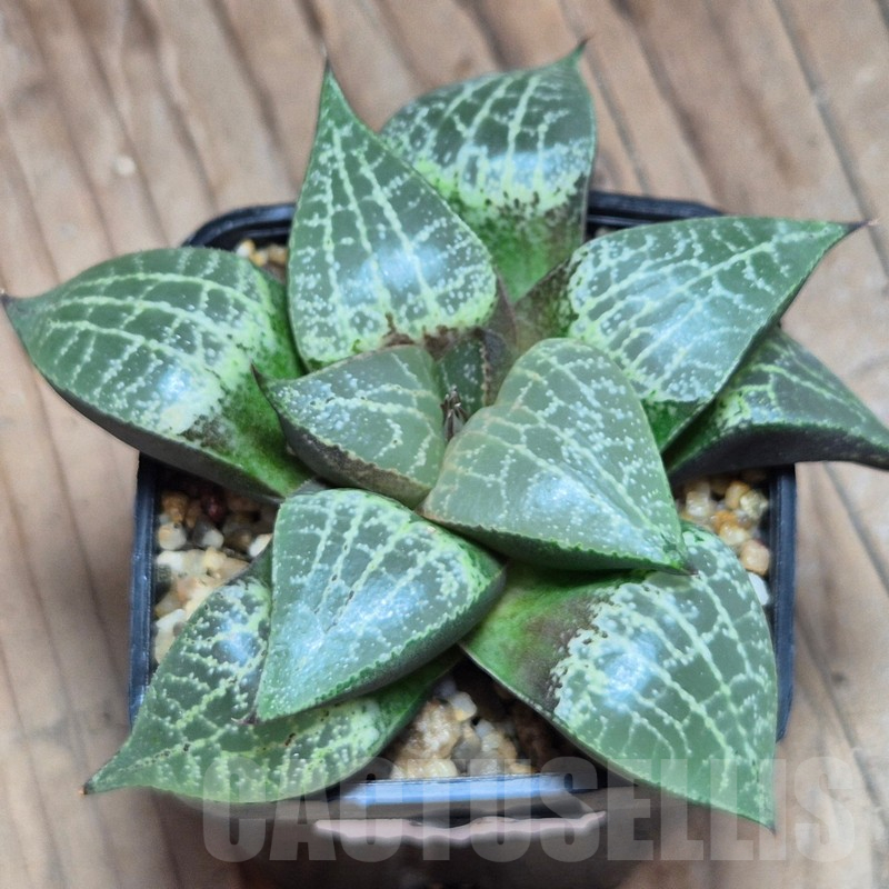 VVG8323 Haworthia comptoniana -Selected form-