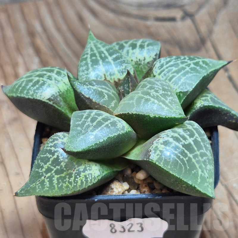 VVG8323 Haworthia comptoniana -Selected form- - Image 2