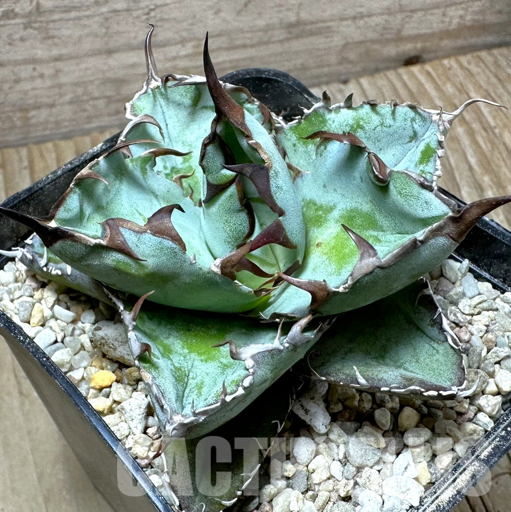 SHPR42535 Agave titanota 'Black and Blue'