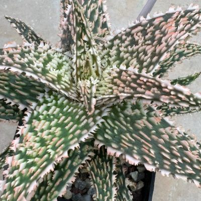 LOT921 20SEEDS Aloe EN35  harvest 2025