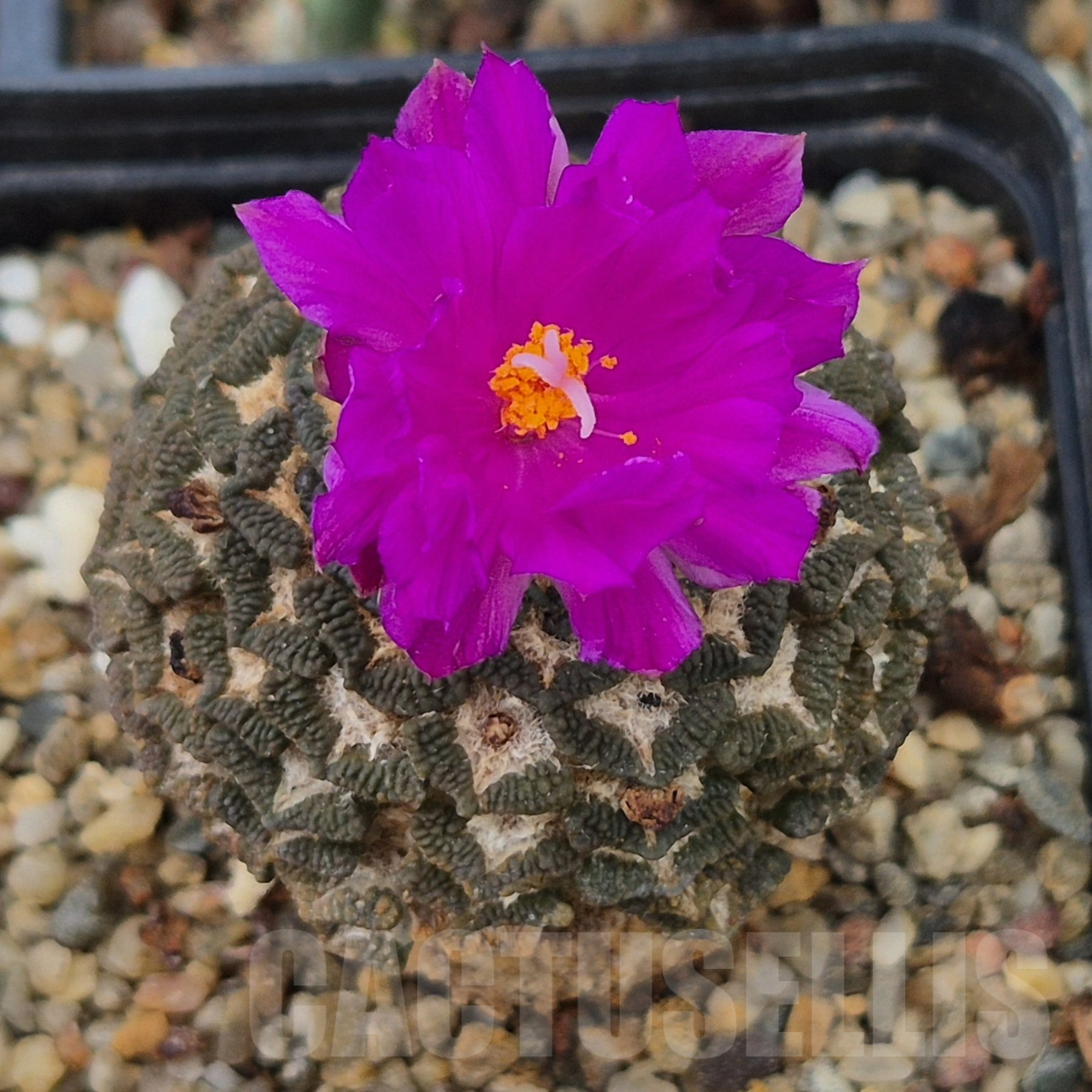 SH14569 Ariocarpus kotschoubeyanus v. elephantidens PP 413