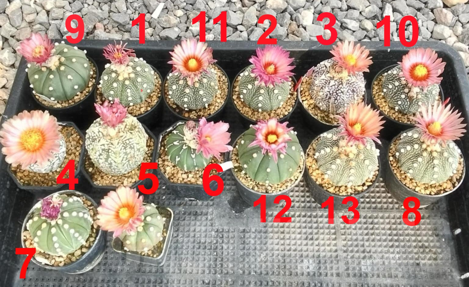 SH2257 Astrophytum asterias ‘Super Kabuto Pink’ clon 8 - Image 4