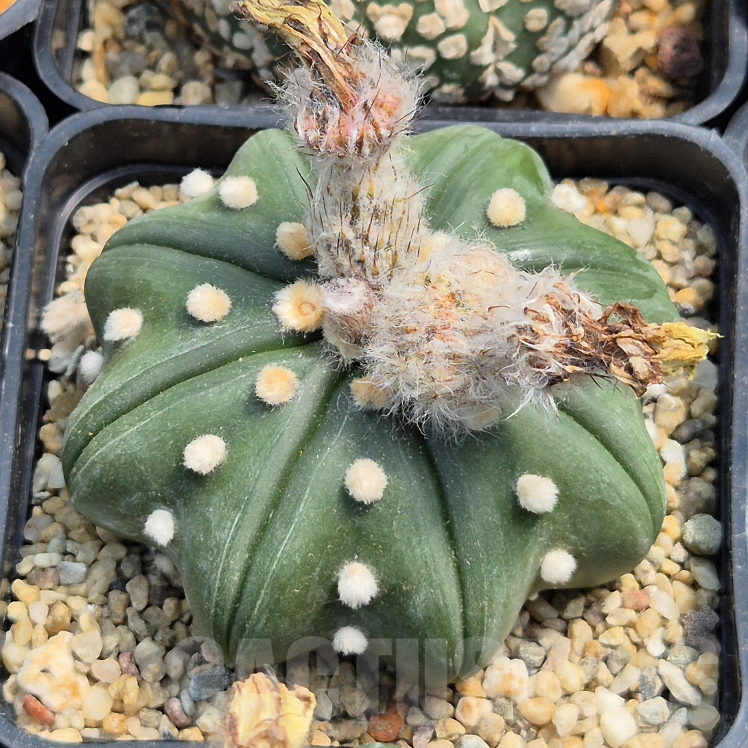 LOT852 10SEEDS Astrophytum asterias ‘Star Shape’ mix 2025 - Image 2