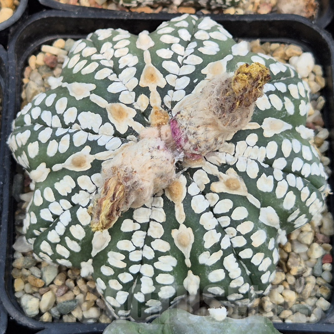 LOT852 10SEEDS Astrophytum asterias ‘Star Shape’ mix 2025 - Image 3