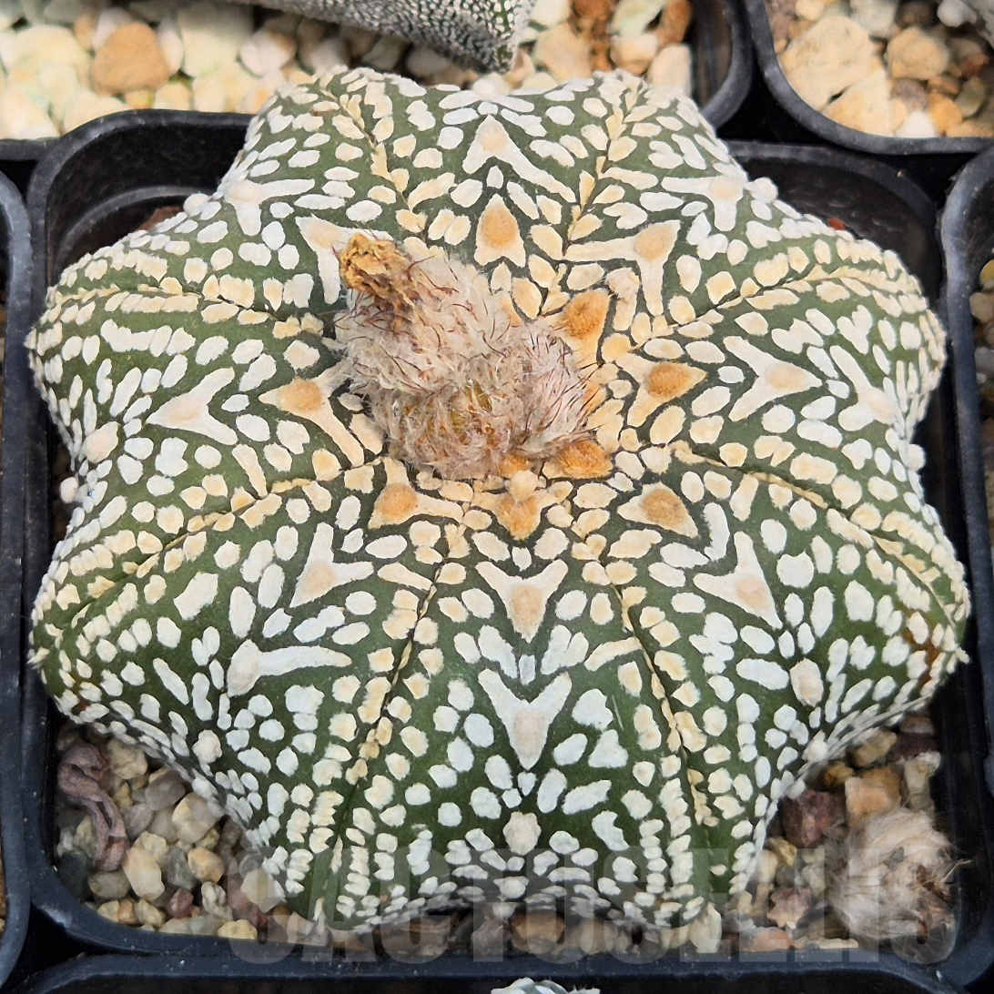 LOT852 10SEEDS Astrophytum asterias ‘Star Shape’ mix 2025 - Image 4
