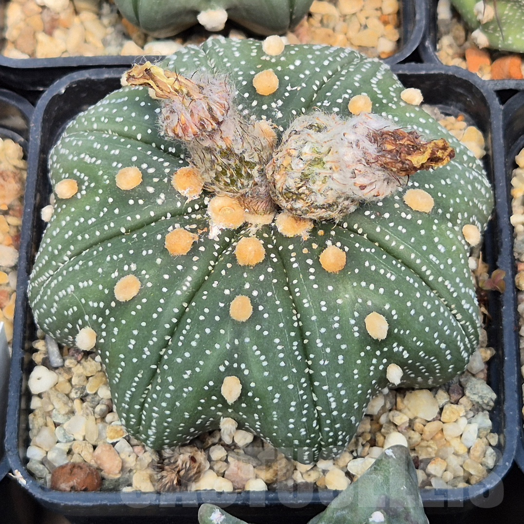 LOT852 10SEEDS Astrophytum asterias ‘Star Shape’ mix 2025 - Image 5