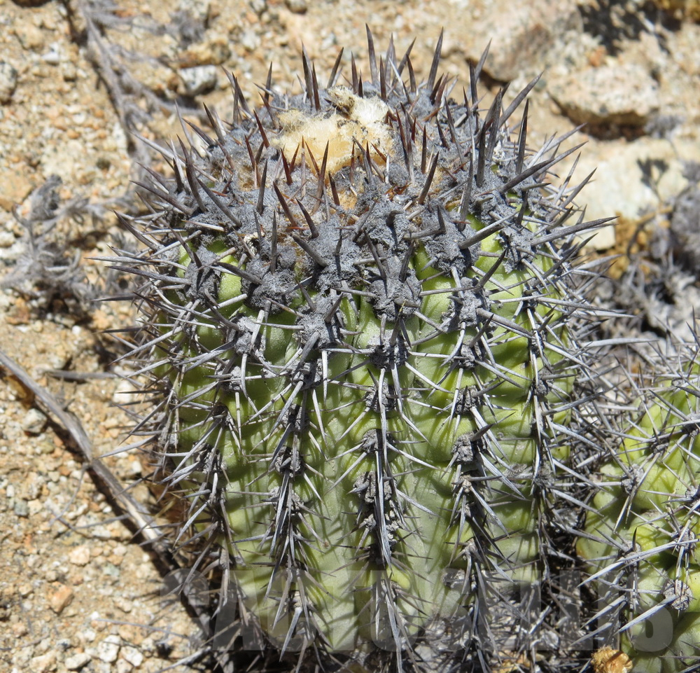 VVG17499 Copiapoa decorticans -Coleto Botcija-