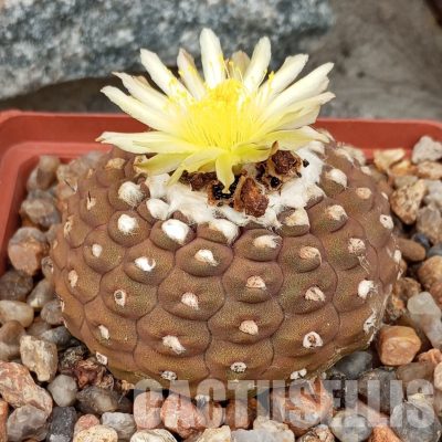 LOT232 10 SEEDS/10 СЕМЕНА  Copiapoa  hypogaea  WM 148   2025