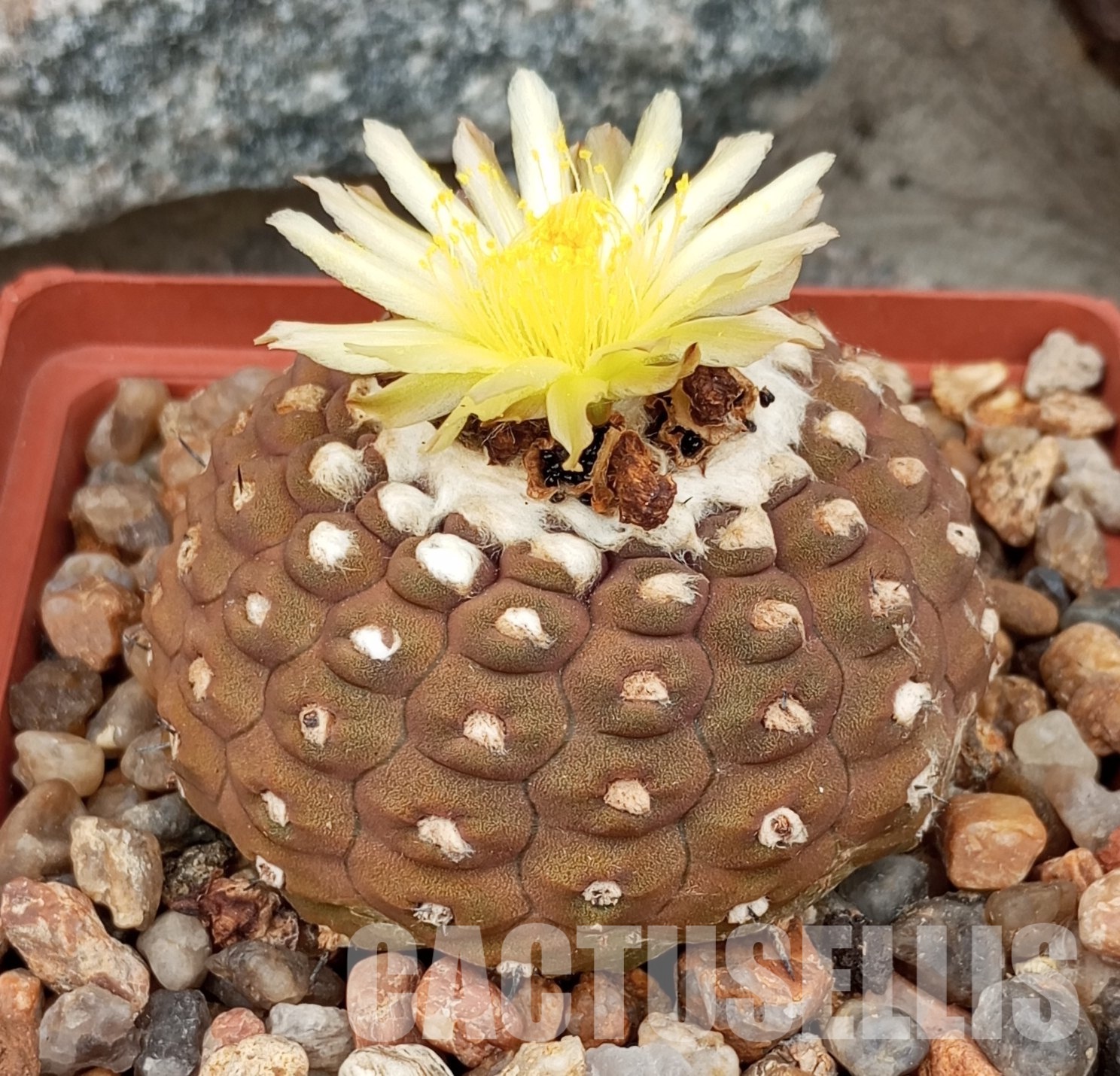 LOT232 10 SEEDS/10 СЕМЕНА Copiapoa hypogaea WM 148 2025