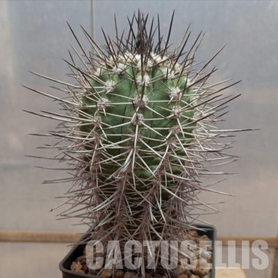 LOT1052 10SEEDS/10 СЕМЕНА  Copiapoa marginata , 2025