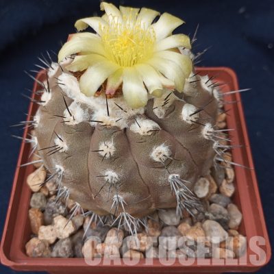 LOT233 10 SEEDS/10 СЕМЕНА  Copiapoa montana FR 522, 2026
