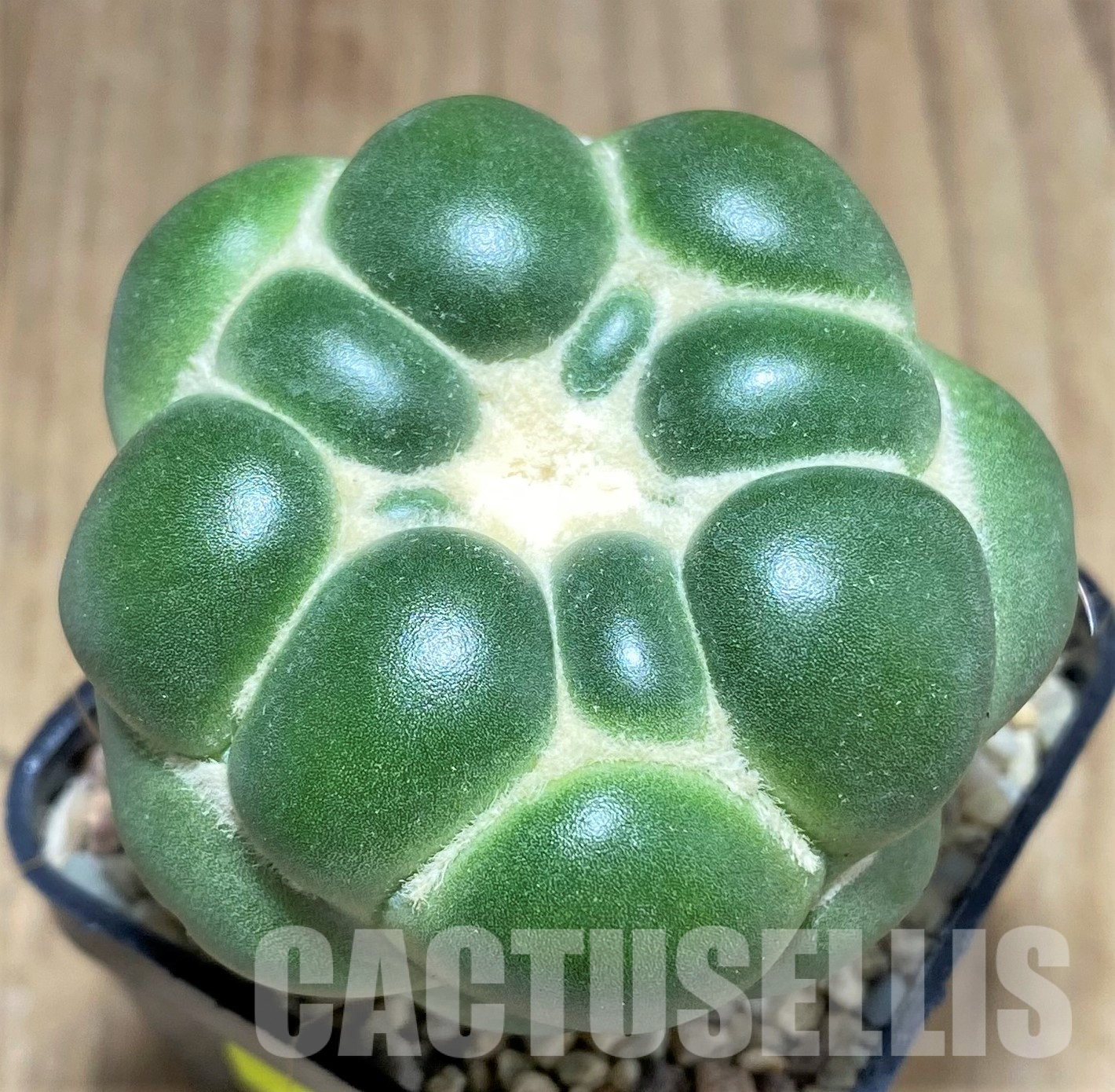 SH690 Coryphantha elephantidens ‘inermis’